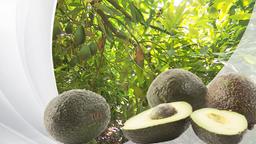 Grafik: Avocado