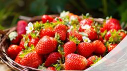 Grafik: Erdbeeren