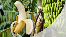 Preiskampf um die Banane: Wie weit wollen die Discounter gehen?