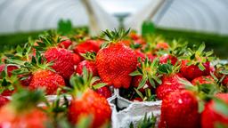 Erdbeeren in Nahaufnahme