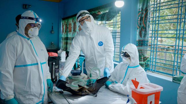 Bangladesch, Flughund Untersuchung, Trägt er das Nipah-Virus in sich?