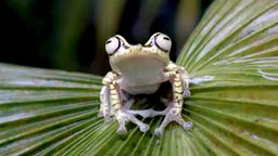 Goldnugget-Baumfrosch sitzt auf einem Blatt