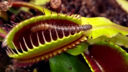 Venusfliegenfalle mit Arthropod