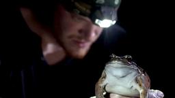 Daniel Nicholson mit einem Antillen-Ochsenfrosch 
