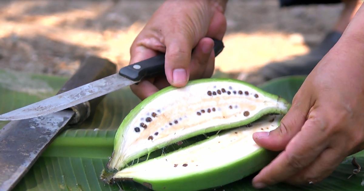 Die Biologie der Banane - W wie Wissen - ARD | Das Erste