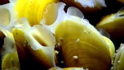 Bathymodiolus