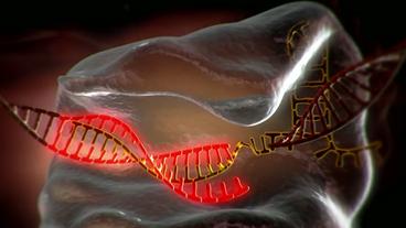 Bild: WDR Grafik: CRISPR schneidet DNA