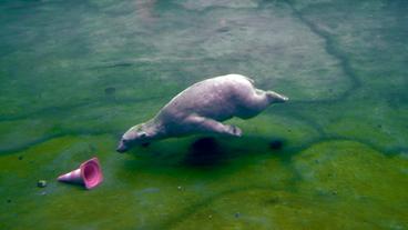 Bild: NDR Eisbär taucht nach einem Hütchen