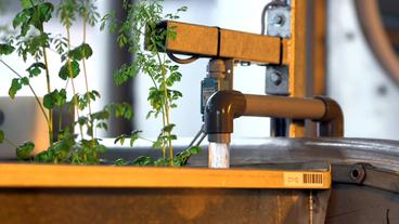 vertical gardening gemüse