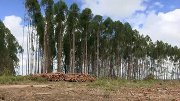 Eukalyptusplantage in Brasilien