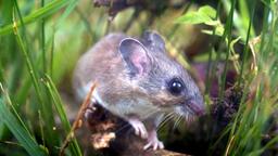 Weifumaus in Nahaufnahme