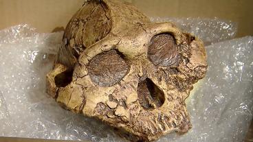 Bild: BR Schädel eines Paranthropus