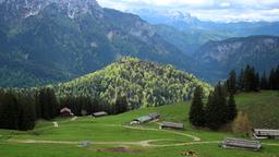 Blick auf die Haaralm mit weidenden Rindern