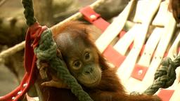 Kleiner Orang Utan in der Hngematte