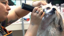 Bossia im Hundesalon