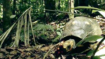 Bild: BR Köhlerschildkröte im Unterholz