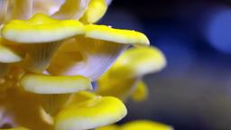 Limonenseitling