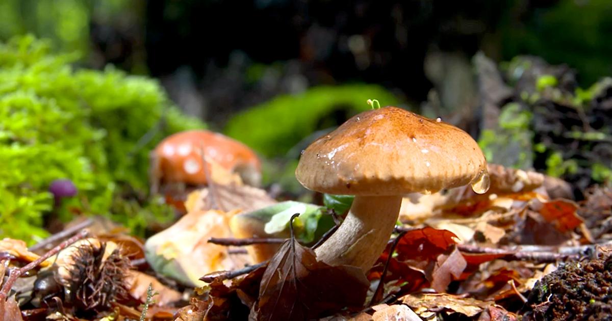 Ratgeber Giftige Und Essbare Pilze Unterscheiden