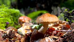 Pilz am Waldboden