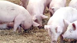 Schweine im Stroh