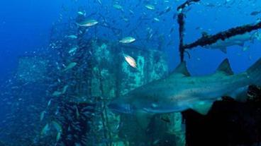Fischeund Hai an einem versenkten Schiffswrack