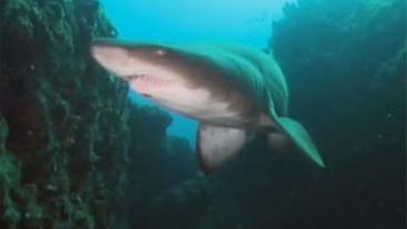 Ein Hai passiert ein Riff