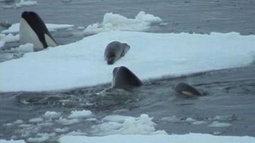 Robbe auf einer Eisscholle, umrinhgt von Orcas