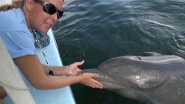 Delfin im Dolphin Resaerch Center