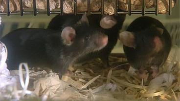 Mäuse im Laborkäfig
