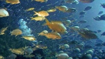 Fischschwarm unter Wasser