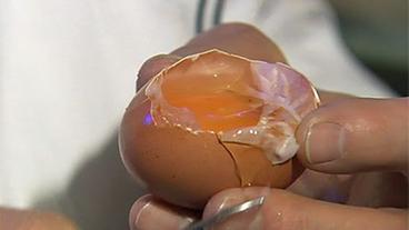 Wie das (Hühner-)Ei entsteht - W wie Wissen - ARD | Das Erste