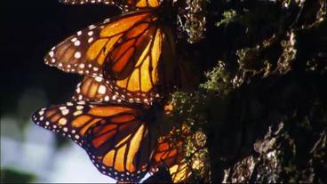 Monarchfalter stärkt sich mit Nektar