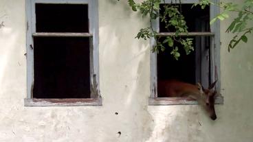 Ein Reh guckt aus dem Fenster eines unbewohnten Hauses