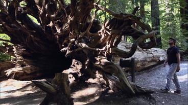 Die riesige Wurzel eines umgekippten Mammutbaumes (WDR)