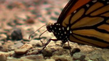 Monarchfalter versucht letzte Feuchtigkeit aus vertrocknetem Boden zu ziehen