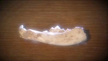 Kieferknochen eines Steinzeithundes