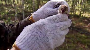 Eine Maus beißt sich in einem Handschuh fest