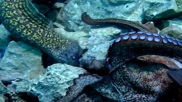 Muräne hat sich im Oktopusarm verbissen