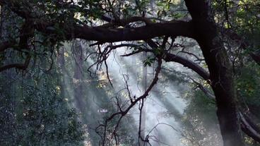 Nebelschwaden zwischen Bäumen (WDR)