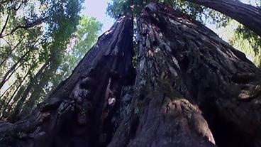Blick den Stamm eines Redwoods hinauf (WDR)