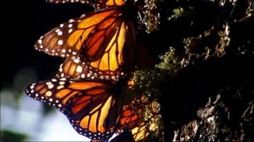 Monarchfalter sitzen am Baum