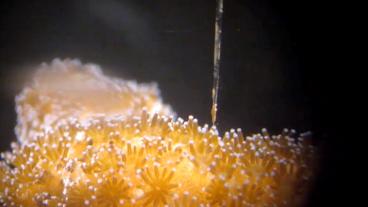 Mess-Sonde über Korallenpolypen, Mikroskop-Vergrößerung