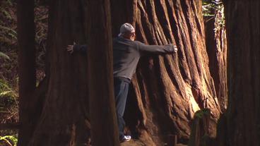 Mensch umarmt den Stamm eines Redwoods (WDR)
