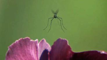 Animation einer Mücke