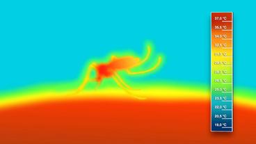 Thermografische Aufnahme einer blutsaugenden Mücke