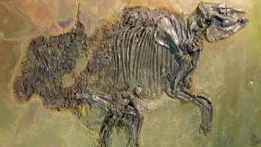 Urpferdchen-Fossil