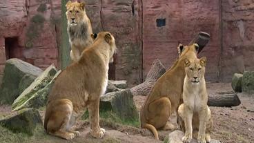 Eine Gruppe Löwen in einem Zoo