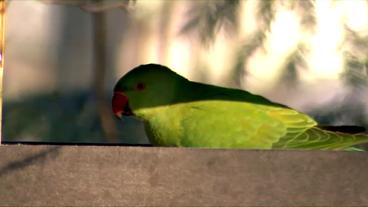 Ein Papagei in einem Vogelfutterhaus