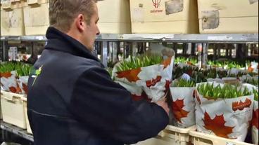 Blumenhändler inspiziert Regale voller Tulpencontainer