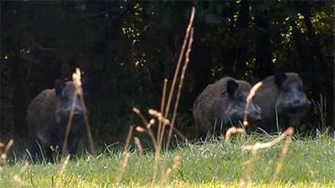 Drei Wildschweine stehen am Waldrand